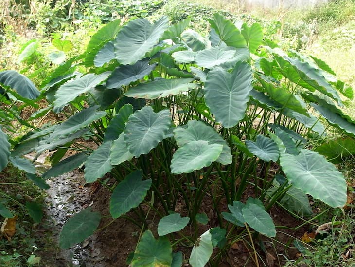 Khoai ngứa là một loại cây thuộc họ Ráy, có 2 phần là phần lá và phần củ