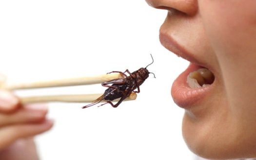 Các cách chữa dị ứng khi ăn côn trùng cần được áp dụng cho từng đối tượng và phụ thuộc vào mức độ nặng nhẹ của mỗi người.