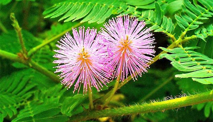 Mẹo trị giời bò bằng cây xấu hổ