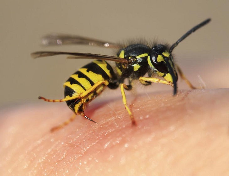Phòng ngừa ong vò vẽ đốt để tránh gặp phải những tình huống nguy hiểm tới sức khỏe