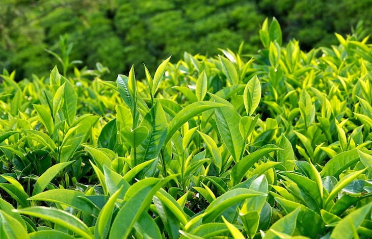Trà xanh là một nguyên liệu có công dụng rất tốt để chống nấm ngứa