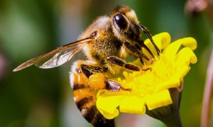 Ong ruồi là loại ong rất phổ biến ở nước ta