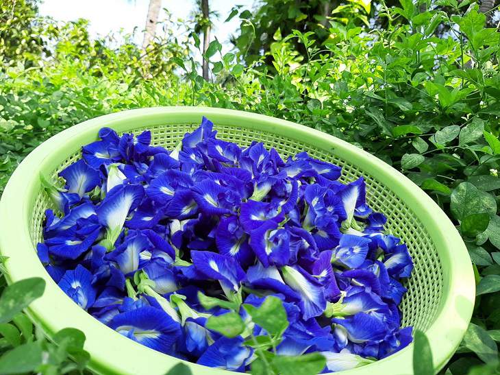 Hoa đậu biếc không chỉ đẹp mắt mà còn có nhiều công dụng tốt cho sức khỏe