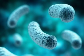 lactobacillus acidophilus là gì