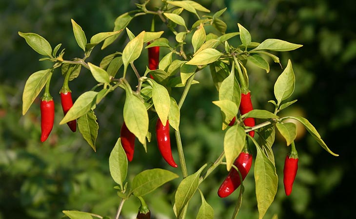 Lá ớt có tác dụng thanh nhiệt và giải độc hiệu quả