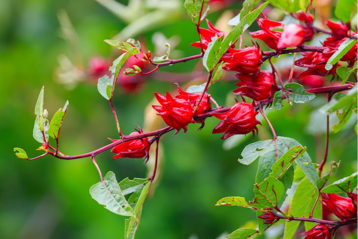 Atiso đỏ được trồng phổ biến ở nước ta