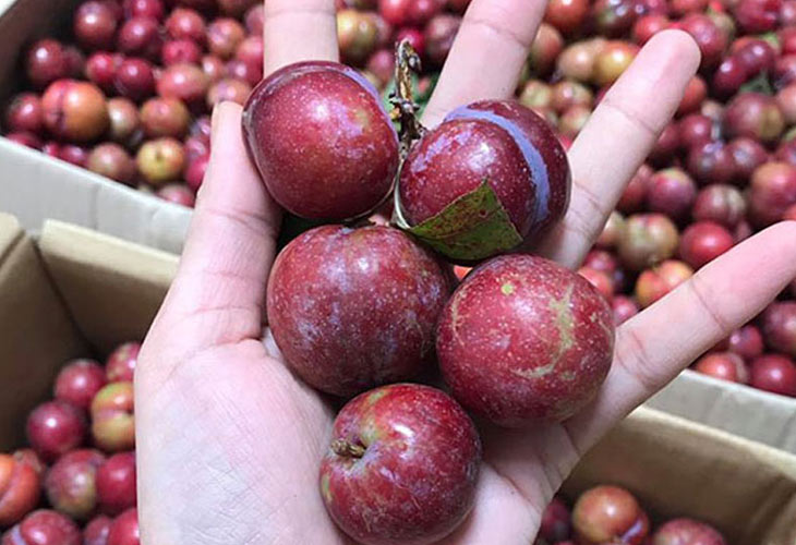 Nên lựa chọn quả mận tươi, vỏ ngoài còn có lớp phấn phủ
