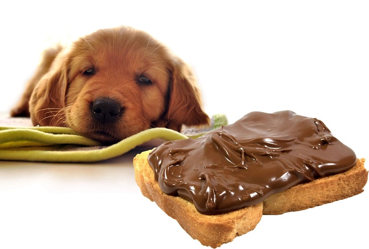 Chó có thể bị ngộ độc dù là ăn một lượng nhỏ socola 