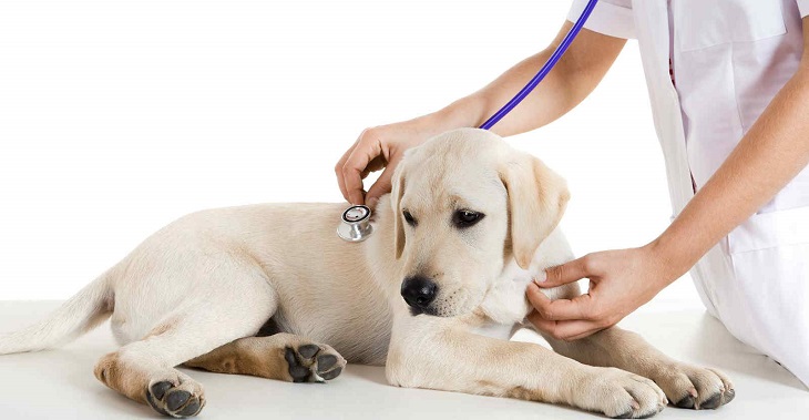 Bạn cần đưa cún cưng đến gặp bác sĩ thú y ngay để được điều trị kịp thời