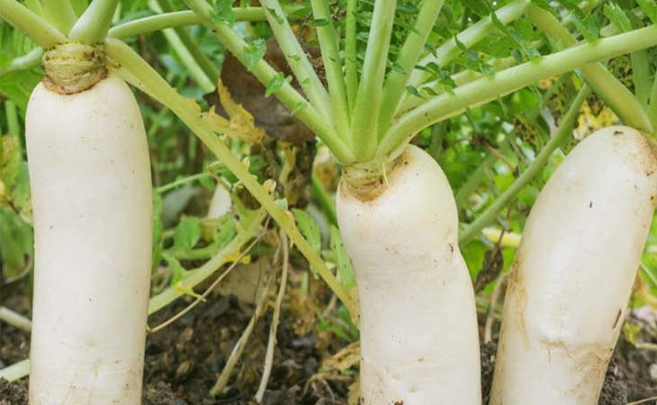 Củ cải trắng mang tính mát, được nhiều người gọi là “nhân sâm mùa đông”