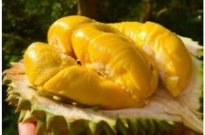 Ăn Sầu Riêng Không Được Uống Gì? 4 Đồ Uống Đại Kỵ Nên Tránh Sử Dùng