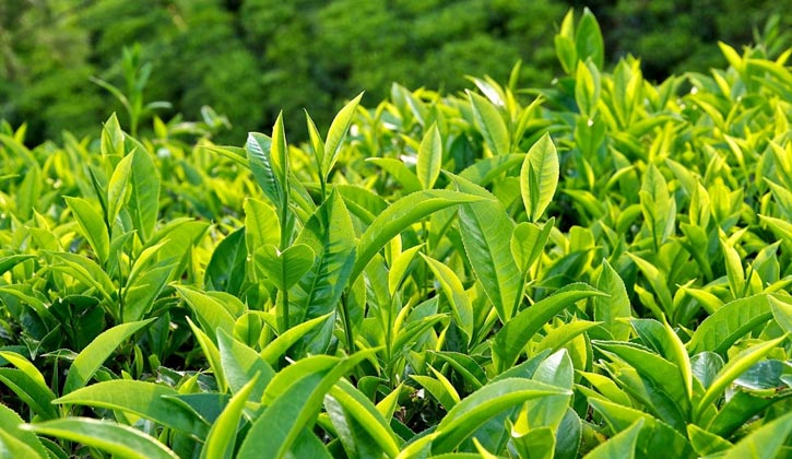 Lá trà xanh có chứa hàm lượng lớn EGCG có tác dụng kháng viêm