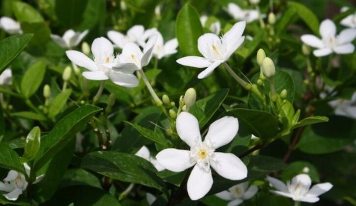 Mộc hoa trắng có khả năng kháng khuẩn mạnh và giảm co thắt đại tràng