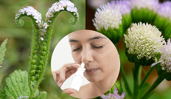 Xịt (nhỏ) mũi bằng dịch chiết cây vòi voi và hoa ngũ sắc cải thiện triệu chứng viêm xoang