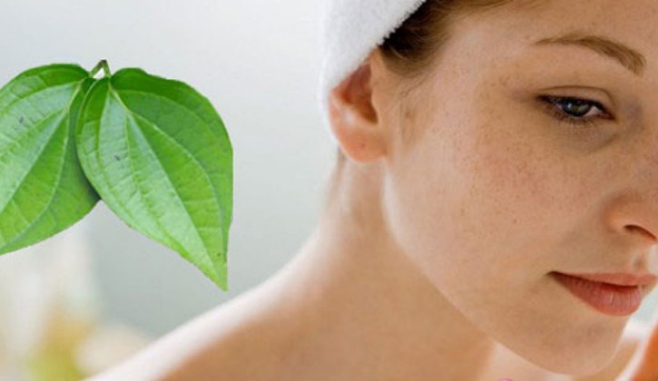 Lá trầu không thường được dùng trong điều trị nám da