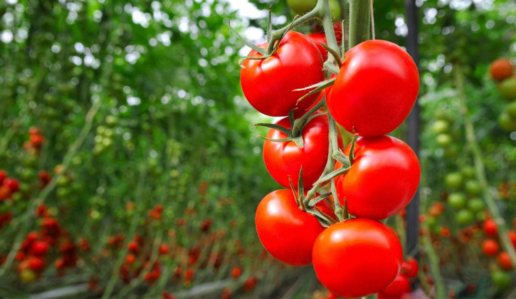 Cà chua là một thực phẩm giàu vitamin C và khoáng chất có tác dụng ngăn chặn hắc sắc tố melanin