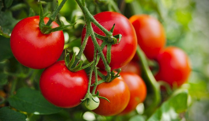 Khi mổ sỏi thận cần hạn chế ăn cà chua