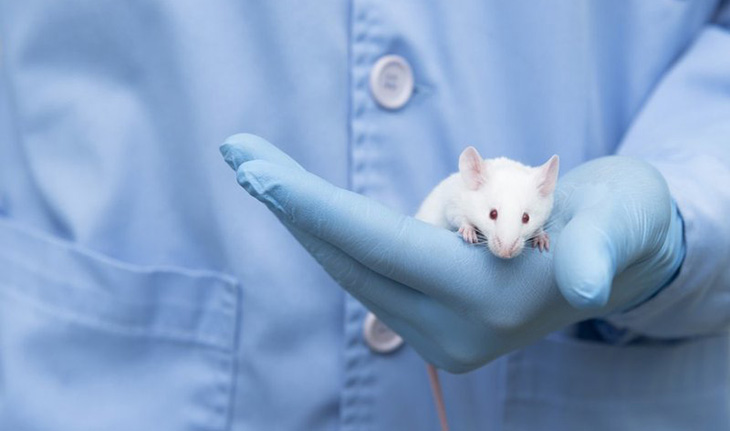 Thử nghiệm trên chuột mang đến những tín hiệu tốt