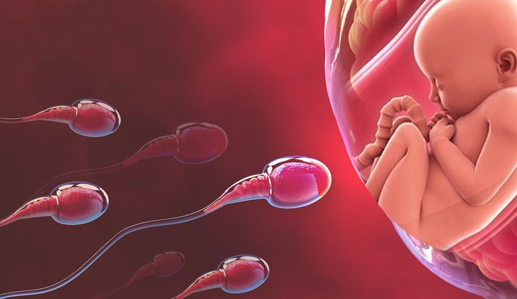 Tinh trùng có ảnh hưởng mạnh mẽ đến thai nhi từ giai đoạn hình thành đến khi chào đời
