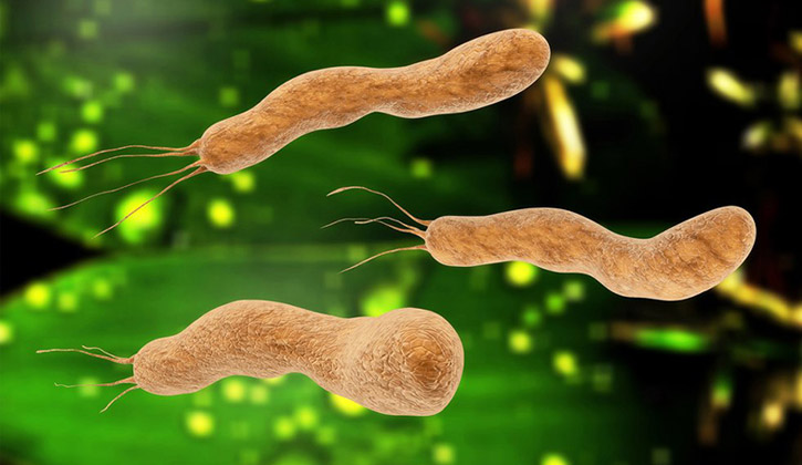 Hình ảnh vi khuẩn Helicobacter pylori ( H. pylori )