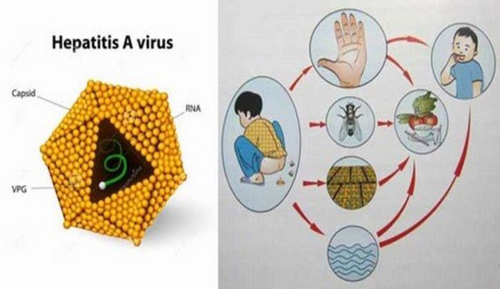 Các con đường lây nhiễm virus viêm gan A