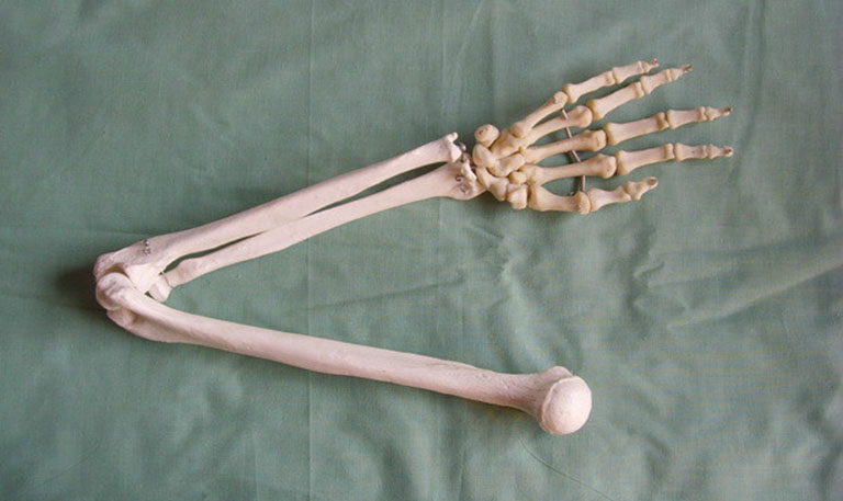 Xương cánh tay là vùng xương lớn trên cơ thể và đảm nhiệm nhiều chức năng quan trọng