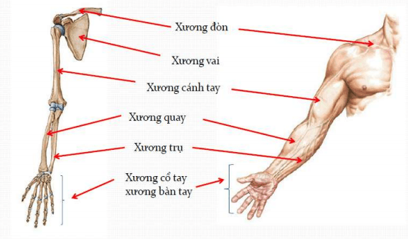 Chi tiết về vị trí và hình ảnh của các loại xương cấu thành xương cánh tay