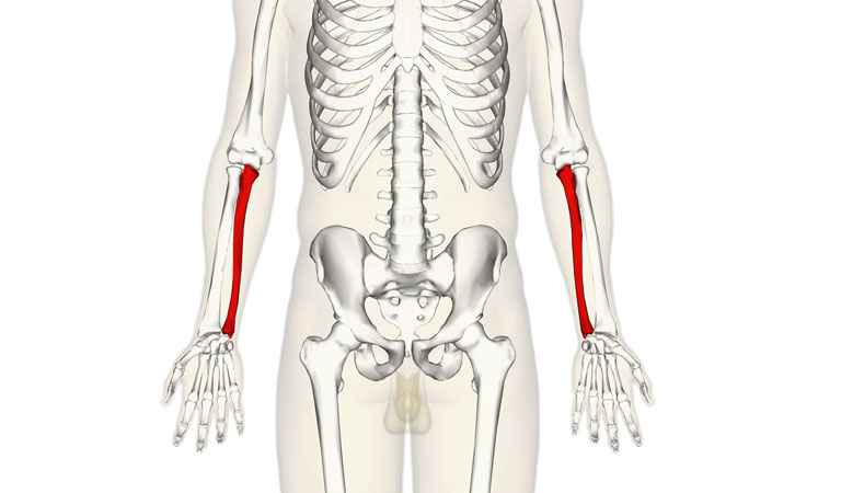 Xương trụ sẽ kết hợp với xương quay để tạo thành xương cẳng tay