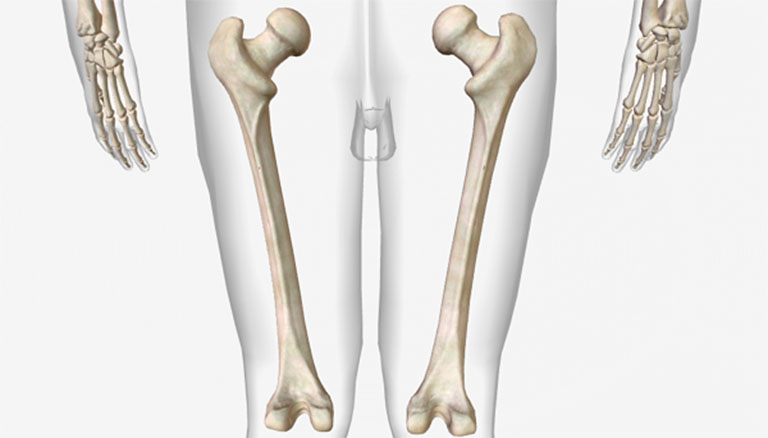 Xương đùi là xương lớn trên cơ thể và có cấu trúc khá vững chắc