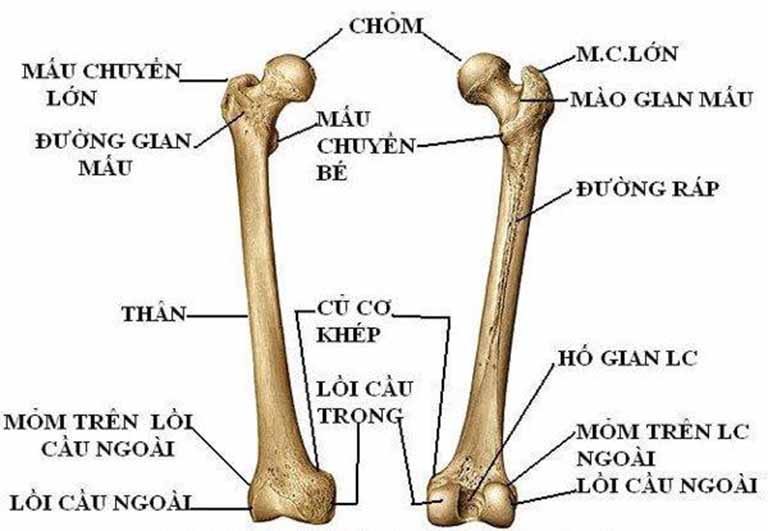 Cấu trúc cơ bản của xương đùi ở người