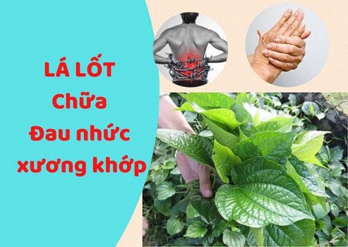 Chữa đau nhức xương khớp từ lá lốt