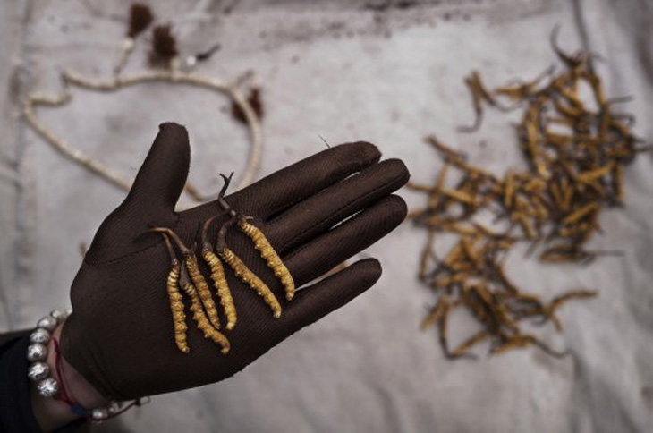 Đông trùng hạ thảo tươi Tây Tạng siêu đắt đỏ và quý hiếm