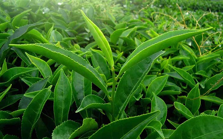 Lá trà xanh có nhiều thành phần có thể giúp giảm ngứa, giảm viêm
