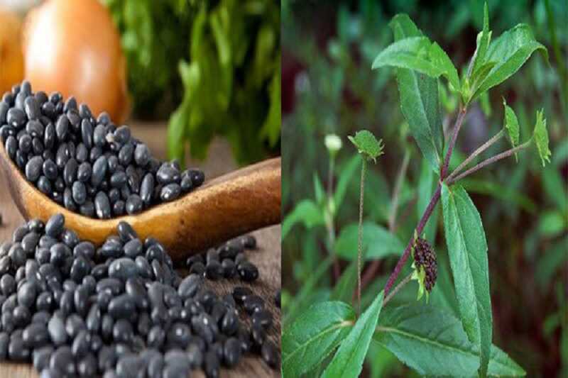 Bài thuốc chữa suy thận kết hợp cây cỏ mực với đậu đen giúp thải độc hiệu quả
