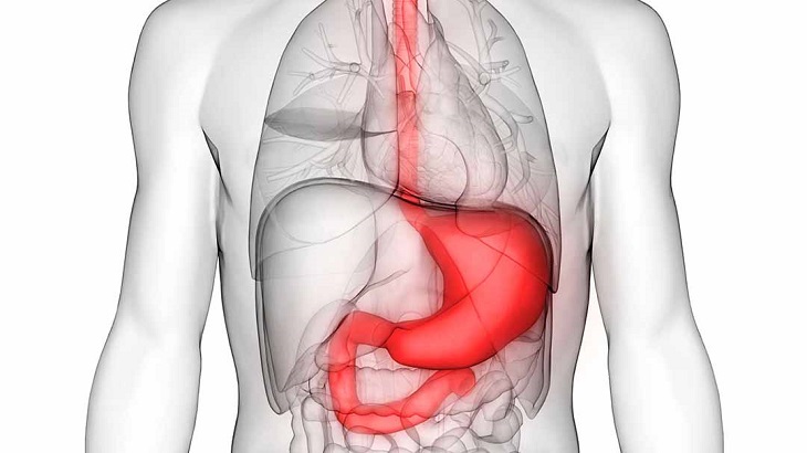 Dạ dày nằm phía bên trái trong ổ bụng con người