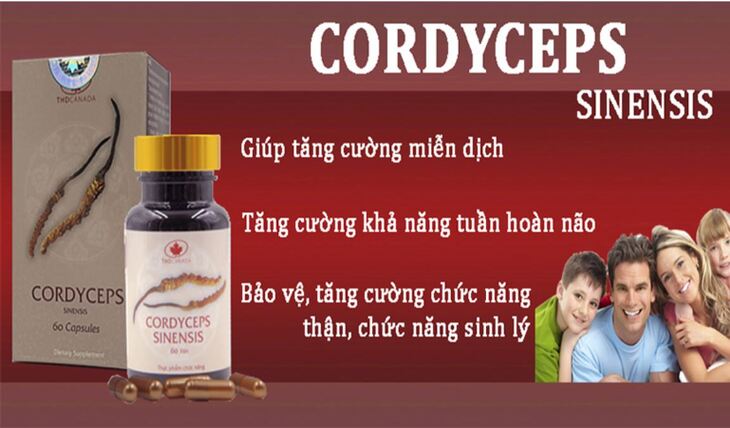 Viên uống Cordyceps Sinensis THD không sử dụng cho phụ nữ có thai và đang cho con bú