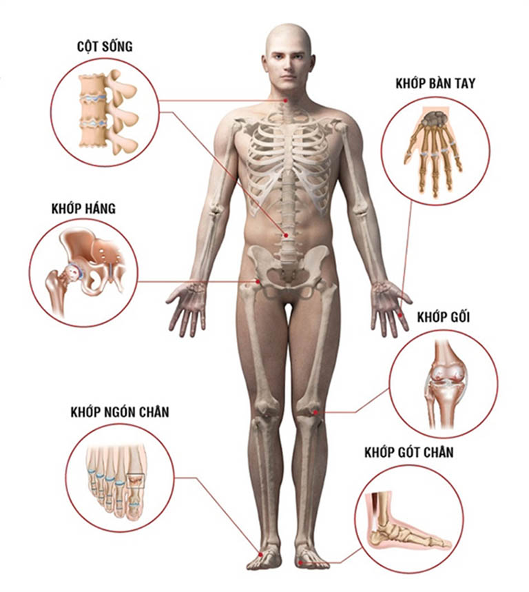 Trên cơ thể người có rất nhiều khớp xương và chúng được phân loại thành nhiều nhóm khác nhau