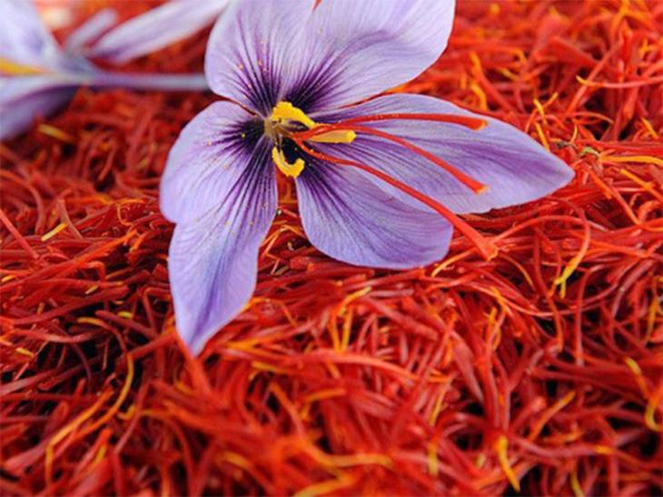Mỗi bông hoa nghệ tây chỉ cho 3 sợi nhụy, vì vậy saffron khá khan hiếm