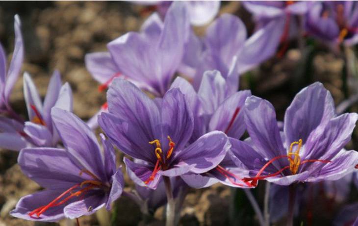 Saffron Dubai có nguồn gốc từ Iran, nhập khẩu và đóng gói tại Dubai