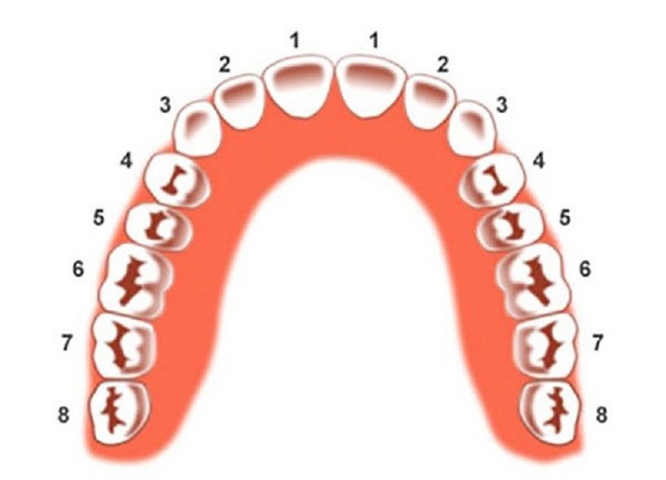 Răng số 4 có trên cung hàm của con người