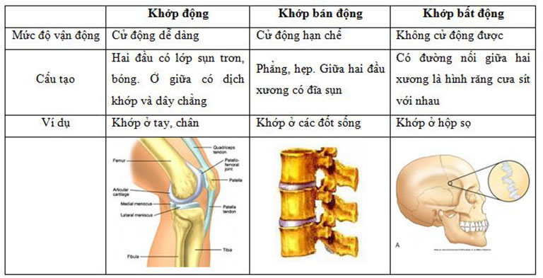 Bảng phân loại khớp xương dựa vào chức năng của khớp