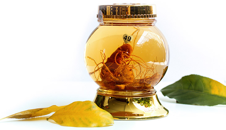 Sâm ngọc linh ngâm mật ong là bài thuốc quý, nhiều công dụng