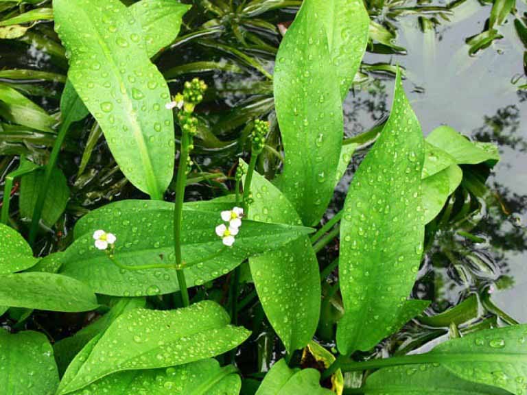 cây trạch tả là thảo dược chữa bệnh gút