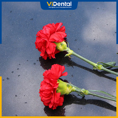 Hoa cẩm chướng có chứa thành phần thảo dược dùng để bào chế thuốc Detoxic