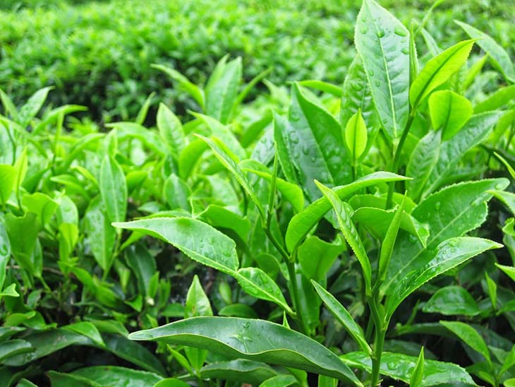 Lá trà xanh không chỉ chữa viêm vùng chậu mà còn ngăn ngừa biến chứng ung thư