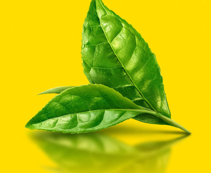 Lá trà xanh có tác dụng kháng khuẩn tốt, rất hiệu quả khi điều trị nấm candida tự nhiên tại nhà