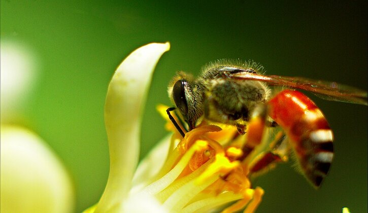 Bị ong ruồi đốt ở các vùng nhạy cảm như họng, đầu có thể gây khó thở, sốc phản vệ