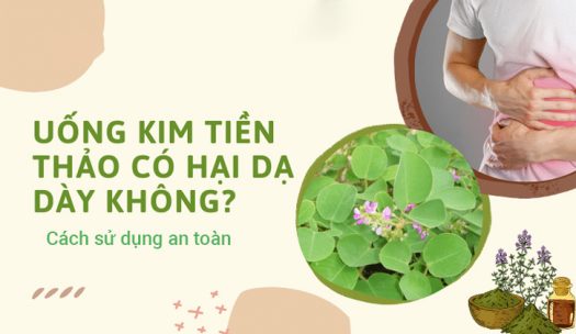 uống kim tiền thảo có hại dạ dày không