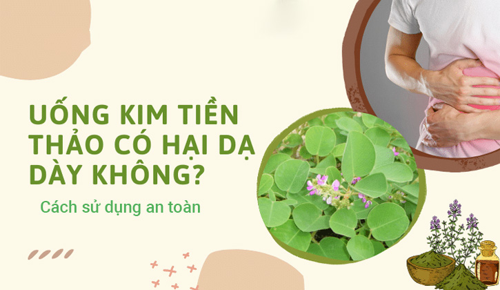 uống kim tiền thảo có hại dạ dày không